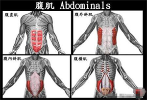 腹肌怎么练,丝瓜视频看片健健身器材公司告诉你.jpg